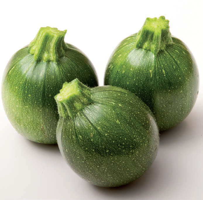 calabacin redondo